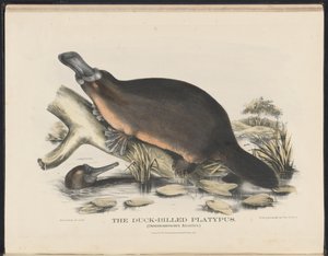 Mamíferos da Austrália (Krefft) Nla.obj-33627803-16 O ornitorrinco com bico de pato de Helena Scott