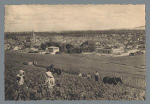 AY - Colhendo uvas pretas (título no objeto) de Helio Cachan