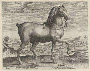 Garanhão da Alemanha Eqvvs Germanvs (título no objeto) Raças de cavalos dos estábulos reais de Don Juan da Áustria (título da série) Equile Ioannis Austriaci Caroli (título da série) de Hendrick Goltzius (possibly)