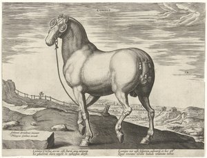 Cavalo da Córsega Corsvs (título no objeto) Raças de Cavalos dos Estábulos Reais de Don Juan da Áustria (título da série) Equile Ioannis Austriaci Caroli (título da série) de Hendrick Goltzius (possibly)