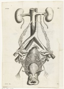 Ilustração anatómica dos órgãos genitais e rins femininos
Ilustração de livros para: Reinier de Graaf, Alle de wercken, Amsterdão, 1686
