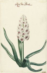 jacinto branco Roi de Peru (título no objeto) de Hendrik Budde