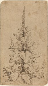 Uma dedaleira em flor de Hendrik Goltzius