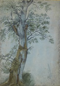 Estudo de uma árvore, 1597-99 (caneta em tinta marrom escura, pincel em wc e bodycolour, aumentada com branco sobre papel azul) de Hendrik Goltzius