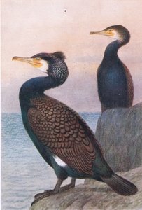 Cormorão, Cartões Postais, 1930s