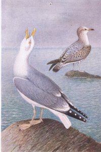 Gaivota De Arenque, Cartões Postais, 1930s