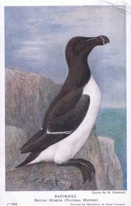 Razorbill, Cartões Postais, 1930s de Hendrik Gronvold