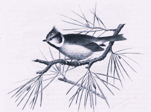 Scottish Crested Tits, Nature na Grã-Bretanha publicado por Collins, 1946