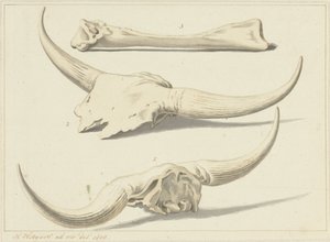 Ossos fósseis de uma auroque encontrados durante a inundação, 1809