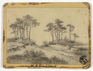 Caminho através das árvores