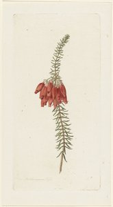 Flores (Erica Mammosa)