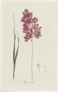 Ixia patens Aiton
Ixia aristata (título sobre o objecto)