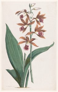Moerasorchidee Limodorum Tankervilliae (título no objeto)