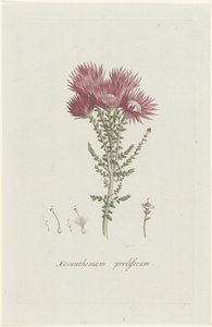 Fenocoma prolifera Xeranthemum proliferum (título no objeto)