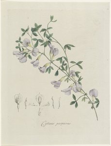 Purperen brem
Cytisus purpureus (título sobre o objecto)