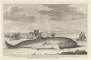 cachalote lavado Assinatura de um lote de cache em 20 de fevereiro de 1762 entre Zandvoort e Wyk op Zee, dirigido em uma praia, grande 61 pés 6 duum. (título no objeto) de Hendrik Spilman