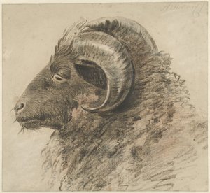 Cabeça de um carneiro, para a esquerda, vista de lado de Hendrik Stokvisch