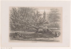 Árvore derrubada no Koekamp, ​​​​após a tempestade de 28 de maio de 1860 Koekamp (título no objeto) Álbum de dez esboços litografados, representando Tooneelen da Destruição, Agitado pela tempestade de 28 de maio de 1860 no 