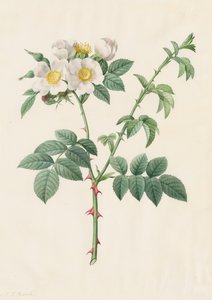 Brier Bush Rose ou Dog Rose Rosa Leucantha, 1817-1824. de Pierre Joseph Redouté