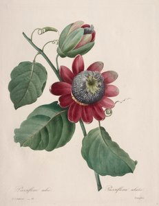 Escolha das flores mais bonitas ... frutas mais bonitas: Maracujá alado, 1827. de Pierre Joseph Redouté