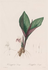 Les Liliacées: Kaempferia longa, 1802-1816. de Pierre Joseph Redouté