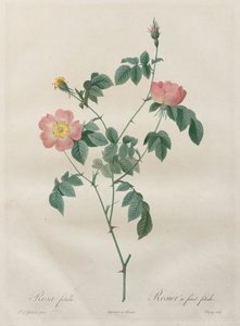 As rosas: Rosa indica, 1817-1824. de Pierre Joseph Redouté