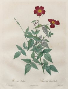 As rosas: Rosa indica, 1817-1824. de Pierre Joseph Redouté