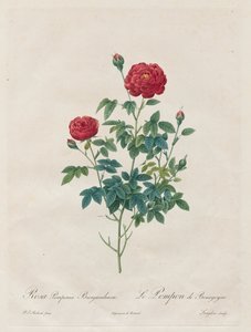 Pompon Rose, 1817-1824. de Pierre Joseph Redouté