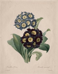 Primula auricula, 1827. de Pierre Joseph Redouté