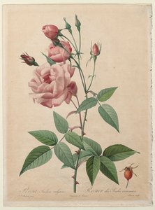 The Roses: China ou Bengal Rose, 1817-1824. de Pierre Joseph Redouté