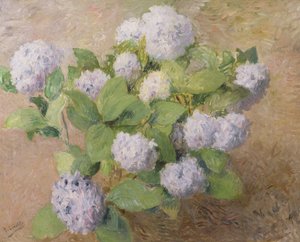 Hortênsias azuis