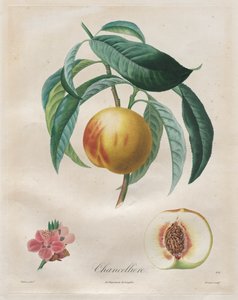 Tratado sobre árvores frutíferas: Chanceler