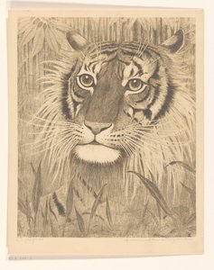Cabeça de um tigre