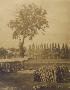 [Paisagem com fardos de troncos de árvores cortadas].