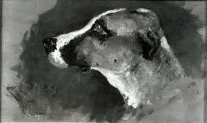 Cabeça de um cão com orelhas curtas, 1879 de Henri de Toulouse Lautrec