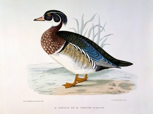 Representação de um Pato Teal de Caroline Plate por H. Blanchere de Henri de la Blanchere