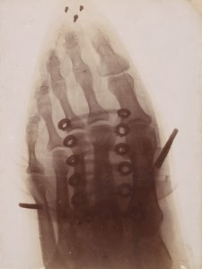 O pé no sapato, 1896. de Henri van Heurck
