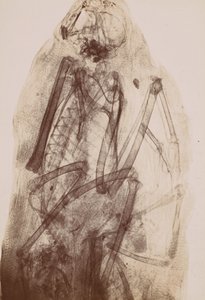 [Raio-X da Múmia de um Raptor], 1896. de Henri van Heurck
