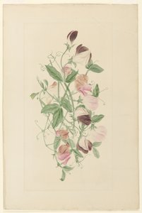Ervilhas de Henrietta Benson Homer