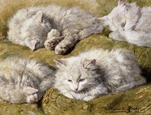 Estudos de um gato branco de cabelos compridos, 1896