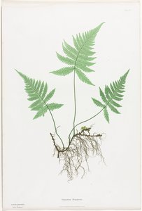 Samambaias da Grã-Bretanha e Irlanda: Polypodium Phegopteris de Henry Bradbury