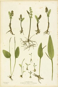 Impressão natural de fetos de Moonwort e Adder