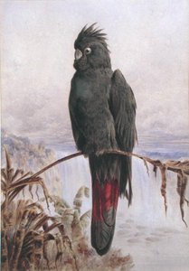 Cockatoo Preto Australiano de cauda vermelha (aguarela e cor de corpo sobre papel)