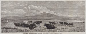 Gado, ligado, a, areias, perto, porto, Madoc, norte gales