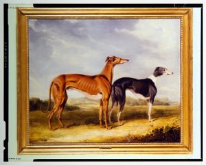 Dois galgos, propriedade do Dr. Edmund Taylor de Booth Hall