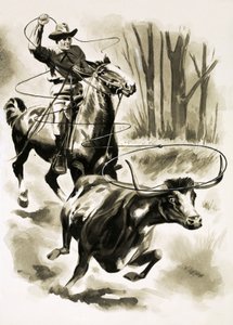 Um, vaqueiro, cordas, um, boi, de, horseback, com, um, laço