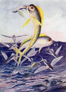 Peixes-voadores atacados de Henry Charles Seppings Wright