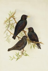 Starling comum,