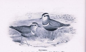 Dotterells, Nature in Britain publicado por Collins, 1946