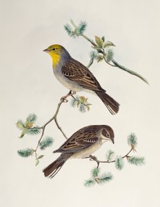 Emberiza cinerea, de Aves da Ásia